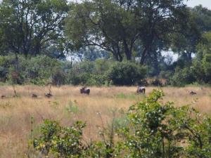 P5098175 - Wildebeesten tijdens natuurwandeling op eiland
