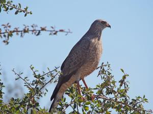 P5128381 - Obekende roofvogel Nxai Pan NP
