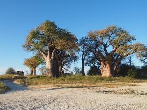 P5128585 - Bains Baobabs Nxai Pan NP