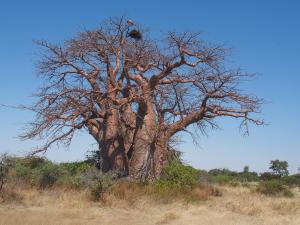 P5138629 - Greens Baobab