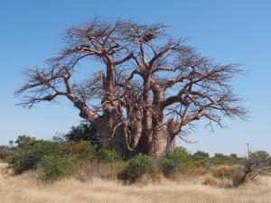 P5138651 - Greens Baobab