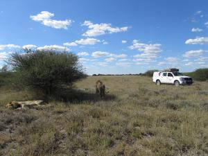 IMG 4483 - Kalahari leeuwen CKGR