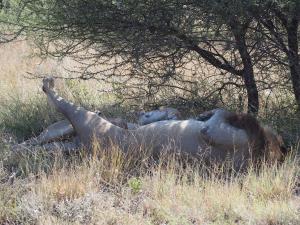 P5169092 - Kalahari leeuwen CKGR