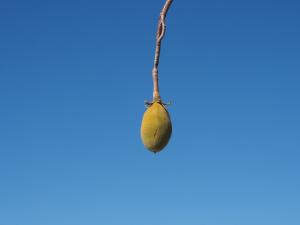 P5189253 - Eenzaam baobabfruit Kubu Island