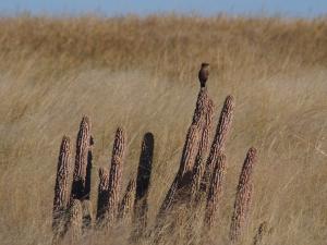 P5189310 - Onbekende vogel op cactus