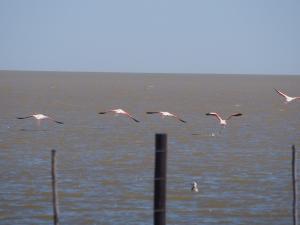 P5199351 - Flamingos bij Kukonje Island