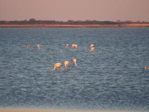 P5200092 - Flamingos bij ochtendgloren bij Kukonje Island