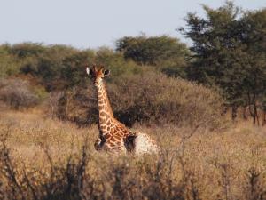 P5230178 - Liggende giraffe Khama Rhino Sanctuary