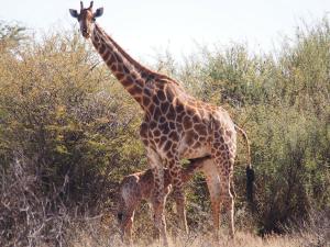 P5240313 - Drinkend giraffejong Khama Rhino Sanctuary