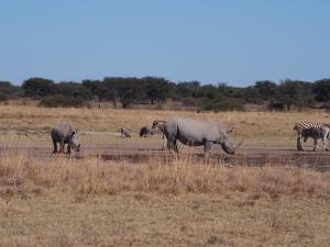 P5240344 - Neushoorns Khama Rhino Sanctuary