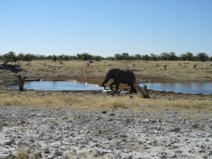 IMG 0237 - Drinkende olifant Etosha NP