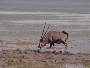 P6131460 - Oryx Etosha NP