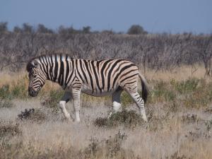 P6141811 - Burchells zebra Etosha NP