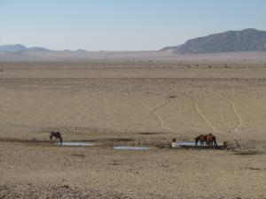IMG 0583 - Woestijnpaarden en oryx onderweg naar Luderitz