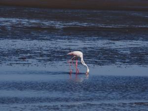 P6282665 - Dubbele flamingo Walvisbay