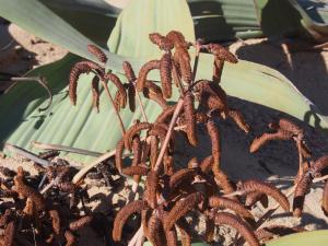 P6282729 - Mannelijke plant Welwitschia Plain