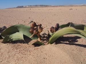 P6282744 - Vrouwelijke plant Welwitschia Plain