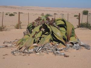 P6282761 - Grootste Welwitschia plant