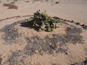 P6282764 - Plant Welwitschia Plain