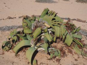P6282765 - Planten Welwitschia Plain