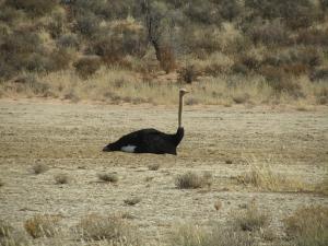 IMG 0997 - Struisvogel Kgalagadi Transfrontier Park