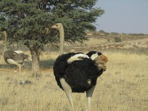 IMG 1022 - Struisvogel Kgalagadi Transfrontier Park