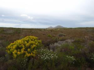 IMG 1633 - Fynbos Kaap De Goede Hoop