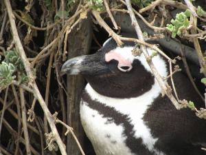 IMG 1706 - Pinguinkolonie Bettys Bay