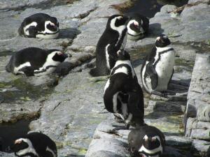 IMG 1726 - Pinguinkolonie Bettys Bay
