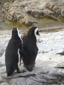 IMG 1731 - Pinguinkolonie Bettys Bay