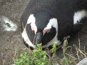 IMG 1734 - Pinguinkolonie Bettys Bay