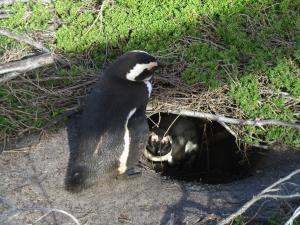 IMG 1761 - Pinguinkolonie Bettys Bay