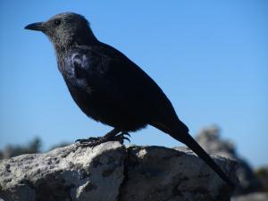 IMG 1393 - Onbekende vogel op Tafelberg