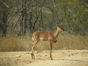 IMG 2351 - Impala met ossenpikkers Kruger NP