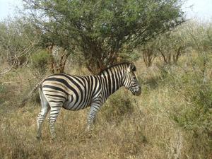 IMG 2372 - Zebra Kruger NP