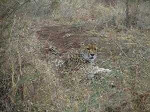 IMG 2392 - Cheeta Kruger NP