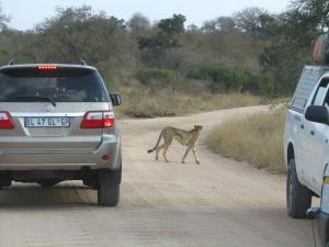 IMG 2416 - Cheeta Kruger NP