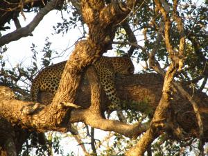 IMG 2487 - Luipaard in boom Kruger NP