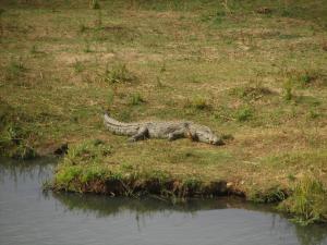 IMG 2505 - Krokodil Kruger NP
