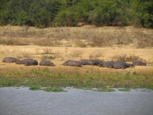 IMG 2518 - Nijlpaarden slaapfeestje Kruger NP