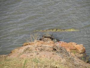 IMG 2523 - Krokodil en schildpadden Kruger NP