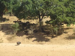 IMG 2564 - Buffels Kruger NP