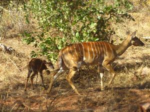IMG 2592 - Nyala met kleintje Kruger NP