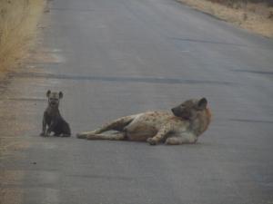IMG 2657 - Zogende hyena Kruger NP