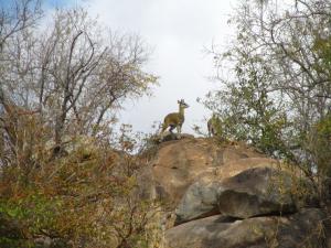 IMG 2675 - Klipspringers Kruger NP