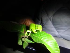 IMG 3320 - Kameleon night drive iSimangaliso Wetlands NP