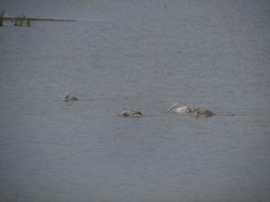 IMG 3486 - Pelikanen bij riviermonding