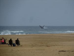 IMG 3525 - Springende walvis bij Cape Vidal