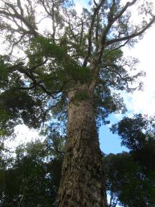 IMG 3591 - Knysna Big Tree, onderweg naar Kaapstad