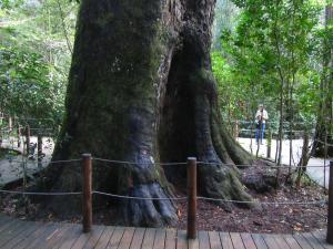 IMG 3593 - Knysna Big Tree, onderweg naar Kaapstad